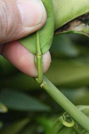              Petiole (Riverside, CA)       