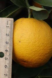              Fruit (Riverside, CA)       