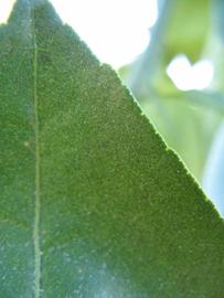              Margin (Winter Haven, FL)       