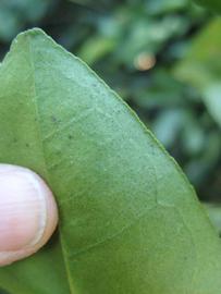              Margin (Winter Haven, FL)       