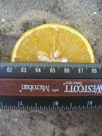              Fruit cross-section (Winter Haven, FL)       