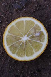              Fruit cross-section (Riverside, CA)       