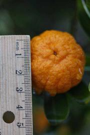              Fruit (Riverside, CA)       