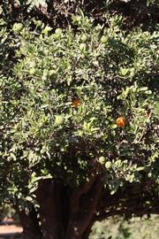              Habit (Riverside, CA)       