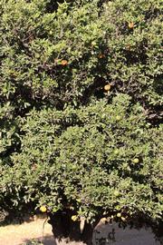            Habit (Riverside, CA)   