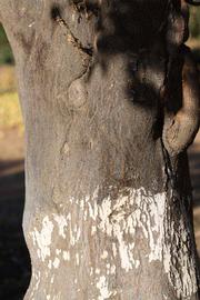            Bark (Riverside, CA)   