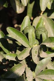              Sun leaves (Riverside, CA)       