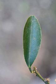            Unifoliolate leaf (Riverside, CA)   