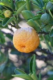            Fruit (Riverside, CA)   