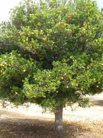            Habit (Riverside, CA)   