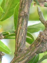              Second - third year twig (Riverside, CA)       