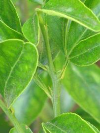            First year twig (Riverside, CA)   