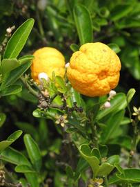            Fruit (Riverside, CA)   