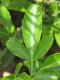            Trifoliolate leaf (Riverside, CA)   