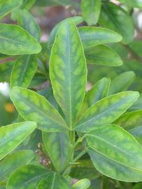            Trifoliolate leaf (Riverside, CA)   