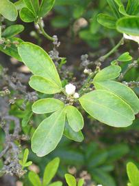              Shade leaves (Riverside, CA)       