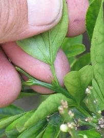              Petiole (Riverside, CA)       