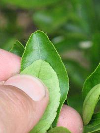              Margin (Riverside, CA)       