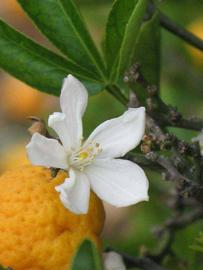              Flower (Riverside, CA)       