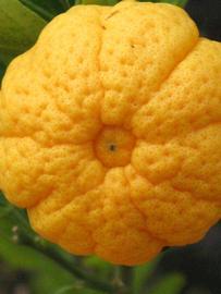            Fruit (Riverside, CA)   