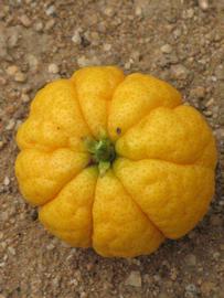            Fruit (Riverside, CA)   