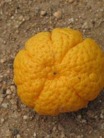            Fruit (Riverside, CA)   