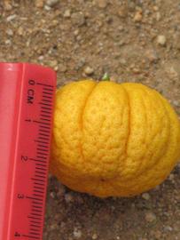            Fruit (Riverside, CA)   