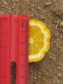            Fruit cross-section (Riverside, CA)   