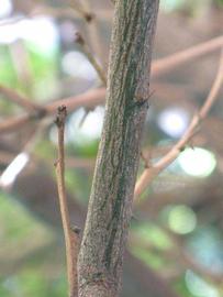              Second - third year twig (Riverside, CA)       