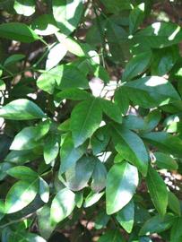              Shade leaves (Riverside, CA)       