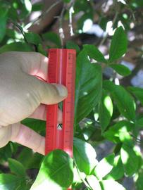            Trifoliolate leaf (Riverside, CA)   