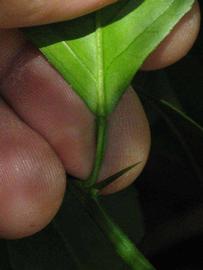              Petiole (Riverside, CA)       