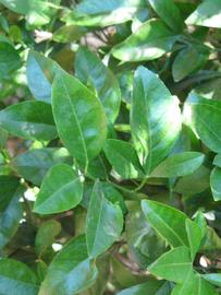              Shade leaves (Riverside, CA)       