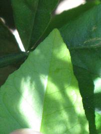              Margin (Riverside, CA)       