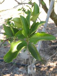            Shade leaves (Winter Haven, FL)   