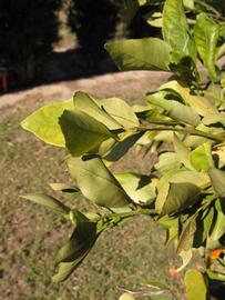            Sun leaves (Winter Haven, FL)   