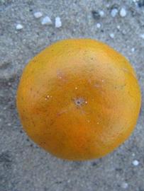              Fruit (Winter Haven, FL)       