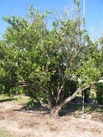            Habit (Winter Haven, FL)   