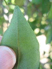              Margin (Winter Haven, FL)       