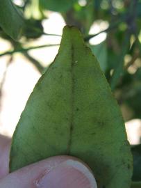              Margin (Winter Haven, FL)       