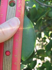              Unifoliolate leaf (Winter Haven, FL)       