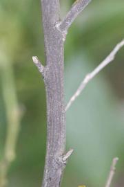              Second - third year twig (Riverside, CA)       