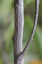              Second - third year twig (Riverside, CA)       