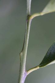              First year twig (Riverside, CA)       