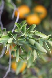            Sun leaves (Riverside, CA)   