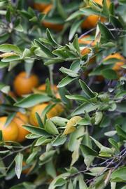            Sun leaves (Riverside, CA)   