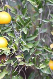            Sun leaves (Riverside, CA)   