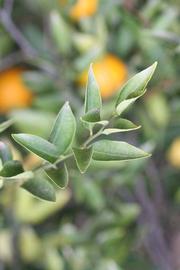            Sun leaves (Riverside, CA)   