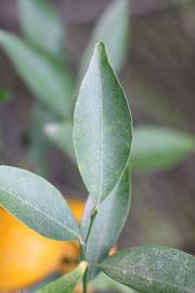              Unifoliolate leaf (Riverside, CA)       