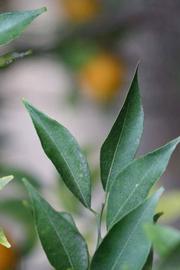            Sun leaves (Riverside, CA)   